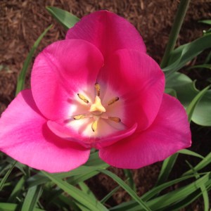 I perhaps owe having become a painter to flowers. ~Claude Monet